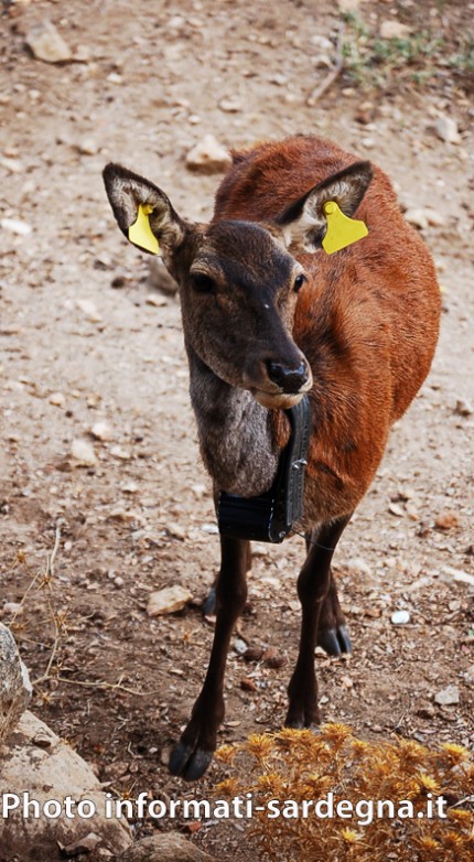 Cervo sardo, nella Foresta di Montarbu, Seui 