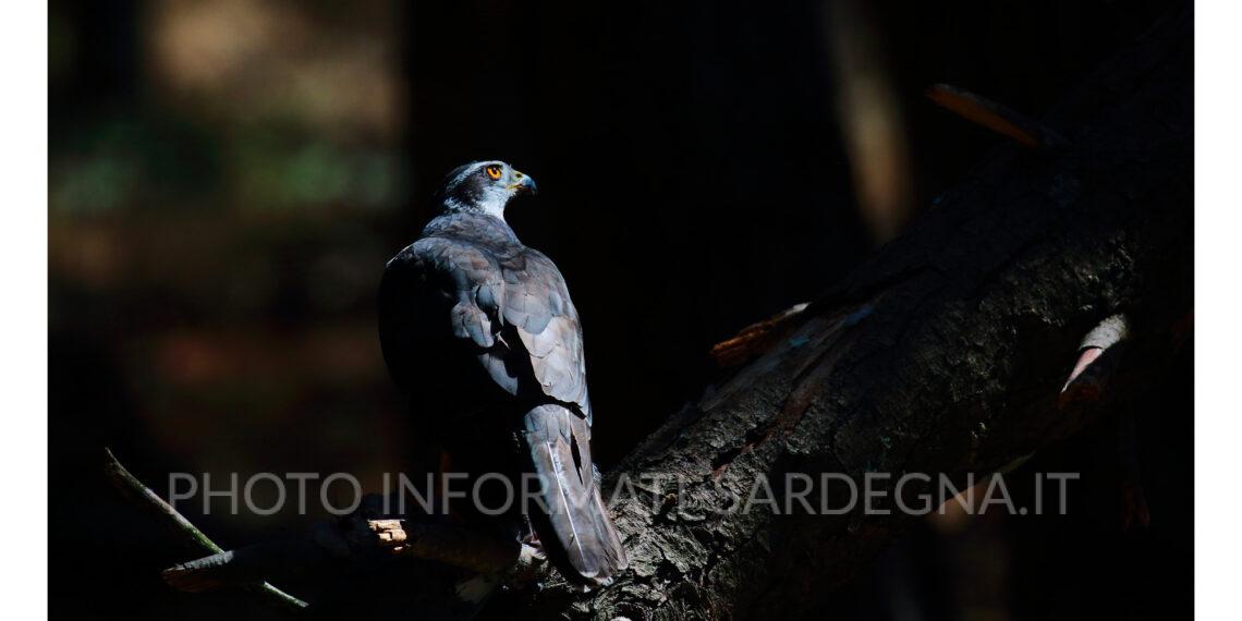 Astore sardo. Foto: Marco Corda