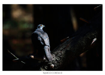 Astore sardo. Foto: Marco Corda