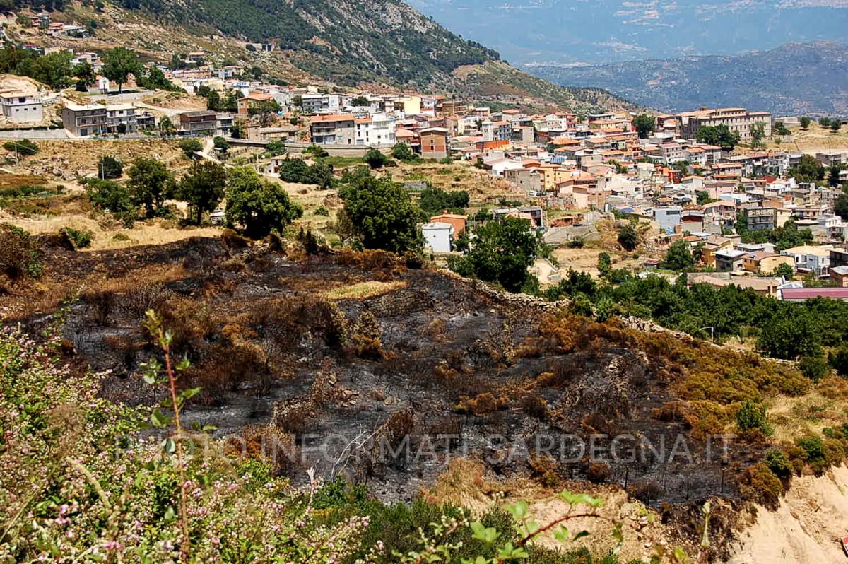 Le piante dopo un incendio. Sardegna