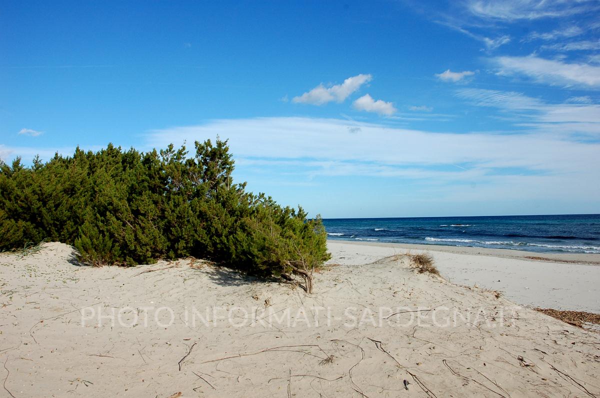 macchia mediterranea e dune a protezione dell'arenile