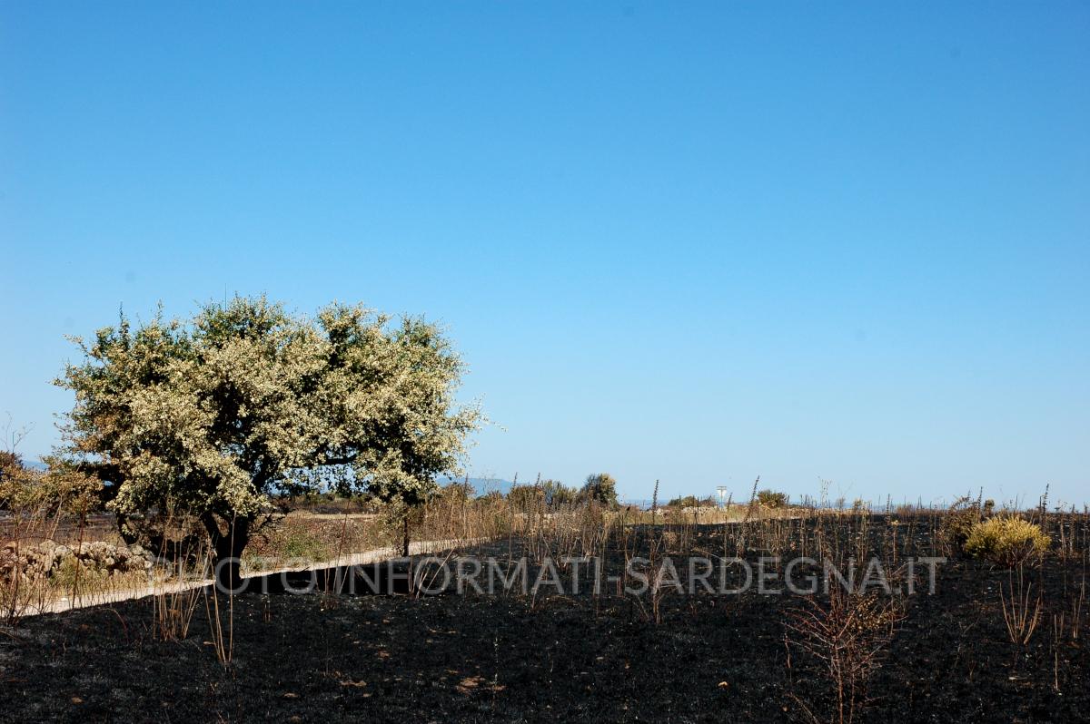 Le piante dopo un incendio. Sardegna