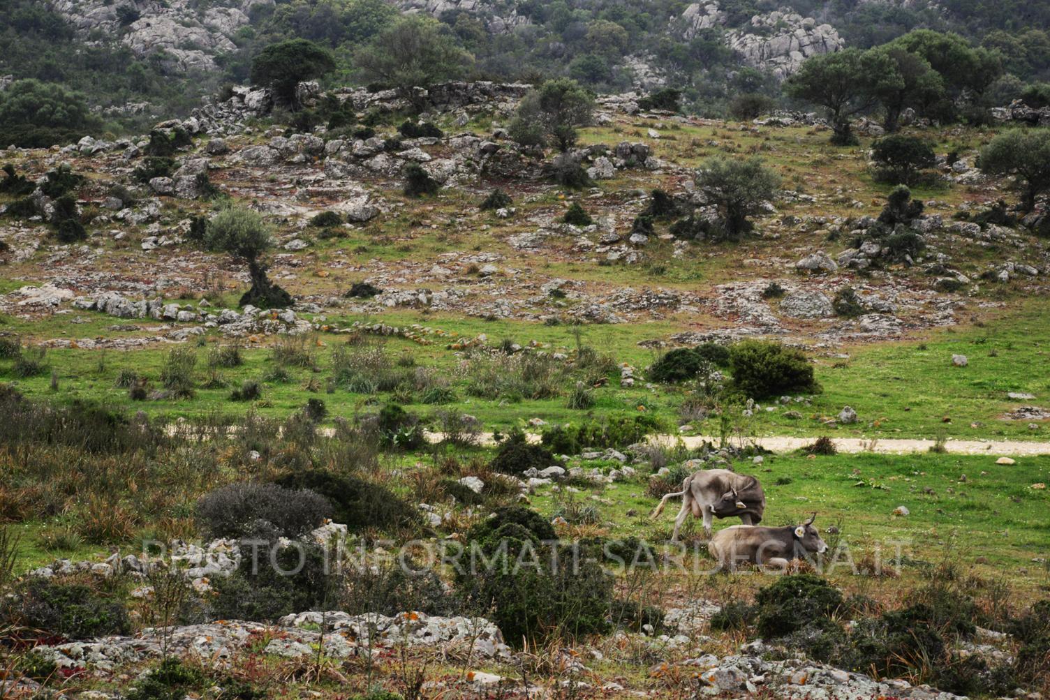 Territorio di Onifai