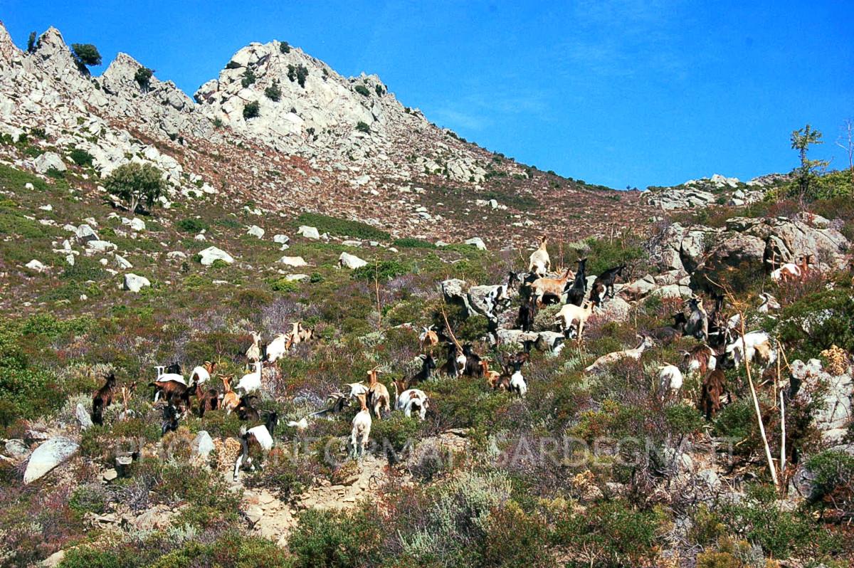 Monte Senes, Irgoli