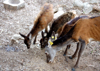 Sa Portiscra: oasi faunistica di conservazione dei cervi sardi ad Urzulei