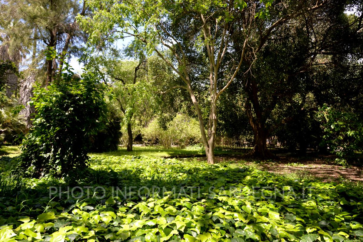 Piante del giardino scientifico 