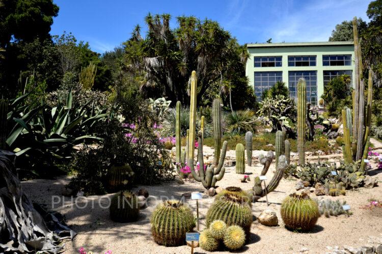 Piante del giardino scientifico