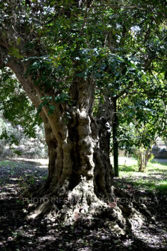 Orto botanico di Cagliari 