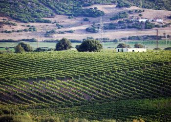 La Vigna, il terreno agricolo per eccellenza