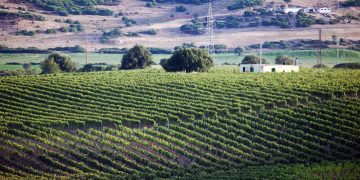 La Vigna, il terreno agricolo per eccellenza