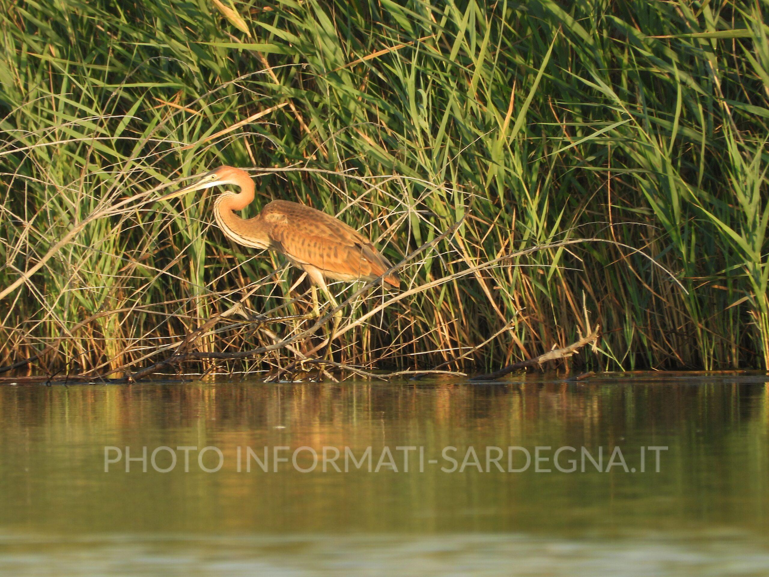 Airone rosso. Foto: Rosa Maria Dore