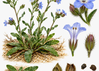calpestio e vegetazione: il caso dell'Anchusa littorea