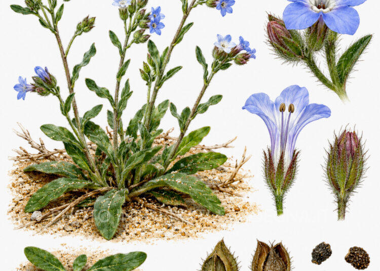 calpestio e vegetazione: il caso dell'Anchusa littorea
