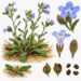 calpestio e vegetazione: il caso dell'Anchusa littorea