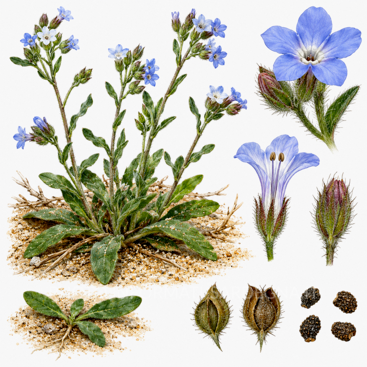 calpestio e vegetazione: il caso dell'Anchusa littorea a Is Arenas, Arbus