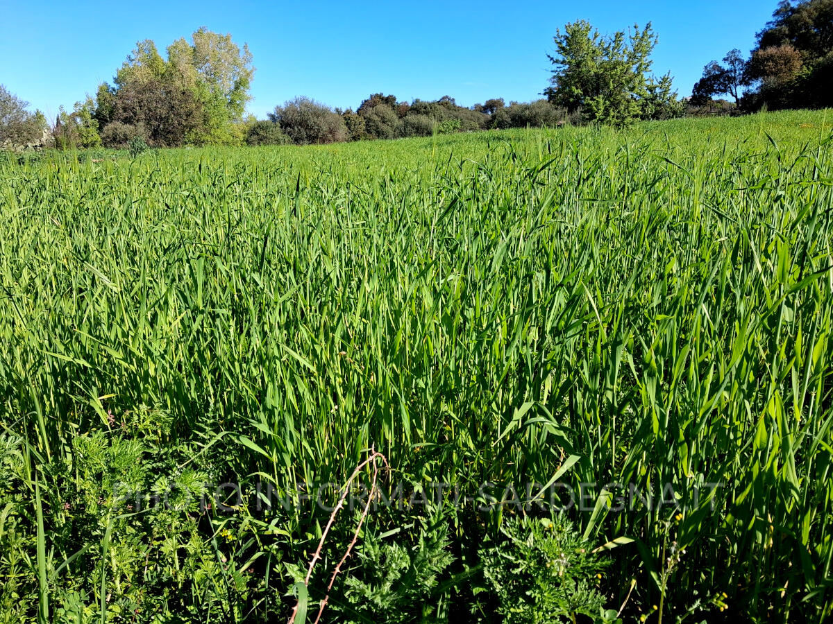 Aprile nelle campagne agricole della Sardegna