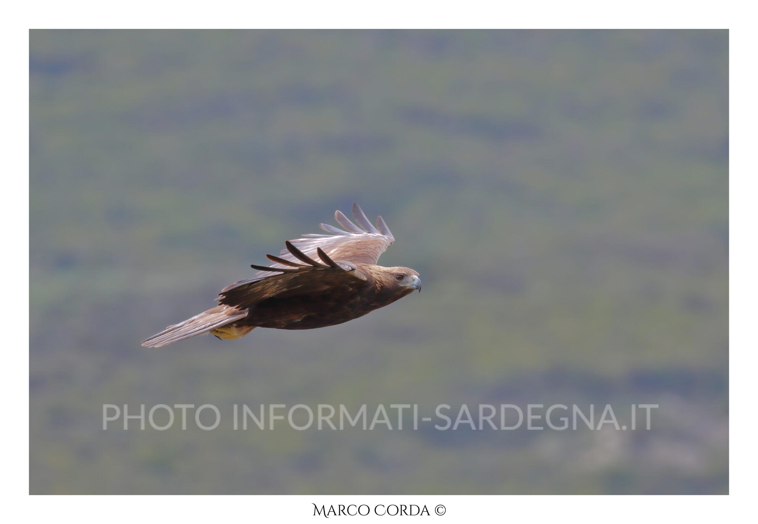 Aquila reale nei cieli del Gennargentu
