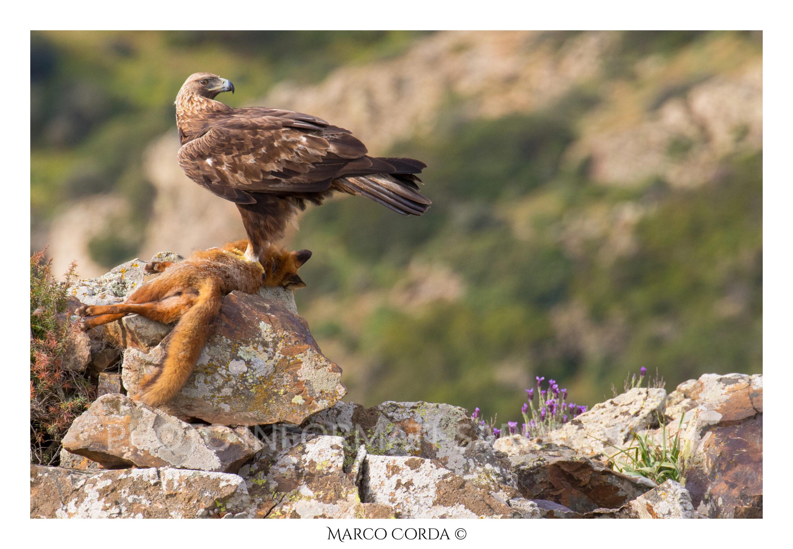Aquila reale si ciba di una volpe nei monti del Sarrabus.