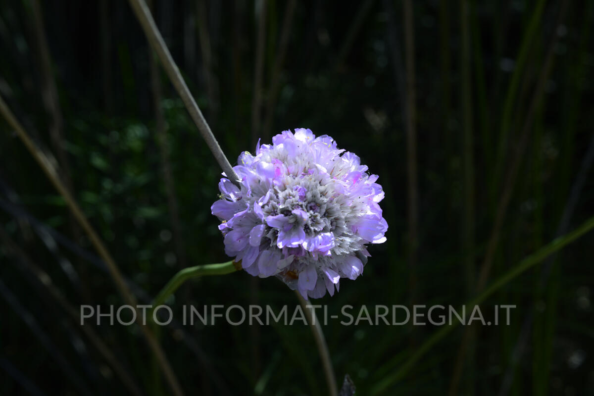 Armeria, il fiore