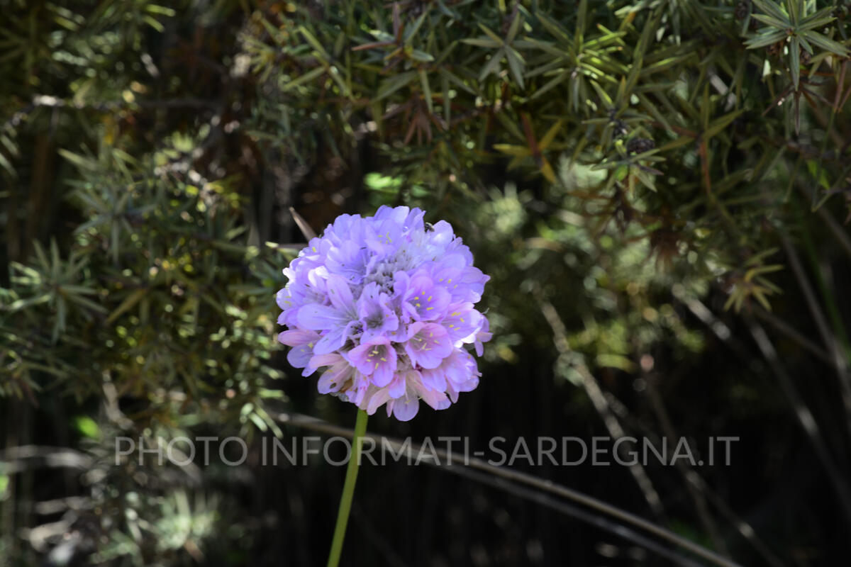 Armeria, il fiore