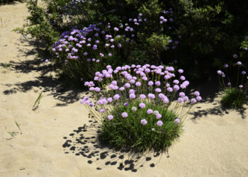 Armeria, la pianta giardino selvatico di Piscinas e delle spiagge dunose della Sardegna