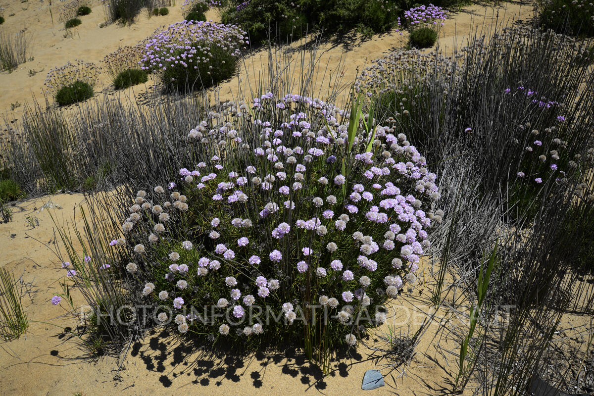 Armeria a Piscinas, Arbus