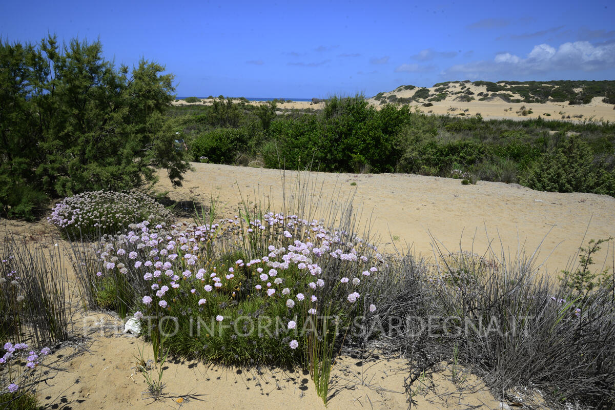 Armeria a Piscinas, Arbus