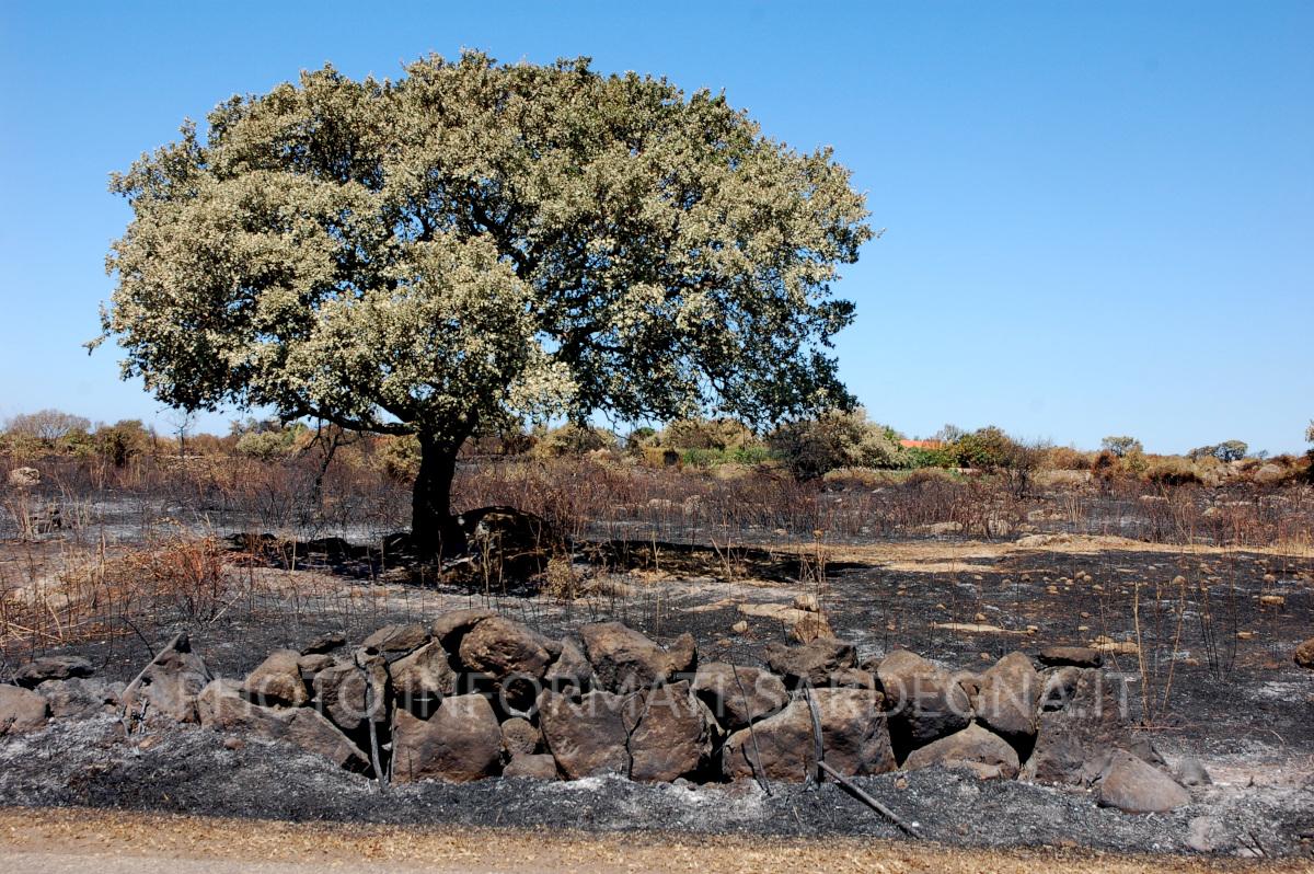 Come vivono le piante: albero superstite dopo un incendio. Sardegna