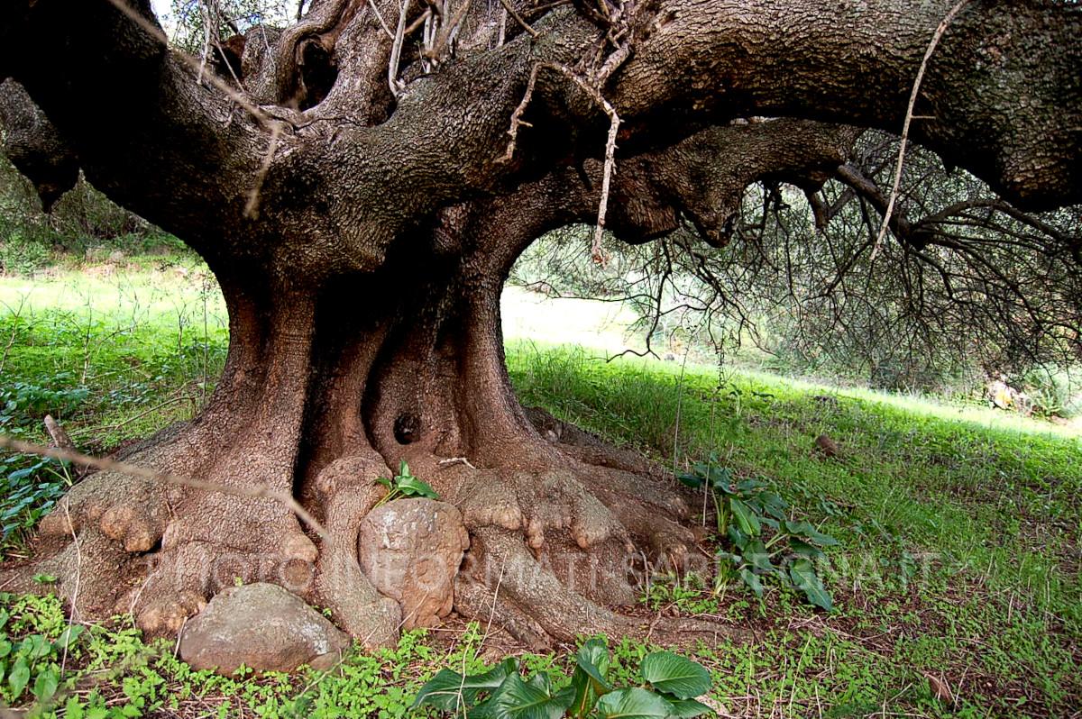 Come vivono le piante: olivastro secolare in Sardegna