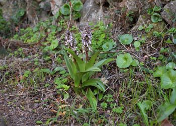 Barlia robertiana: orchidea mediterranea in Sardegna