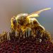 Ape impollinata, foto: Jon Sullivan
