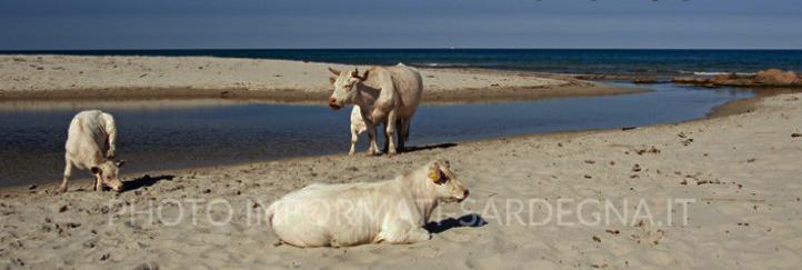 Berchida, le mucche charolaise prendono si riposano sull'arenile. Siniscola. Foto: Mauro Spanu