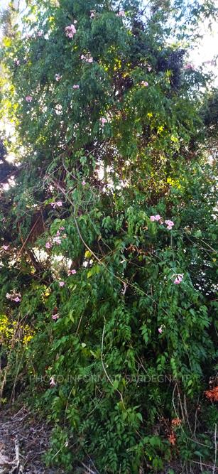 L'arbusto della Bignonia rosa