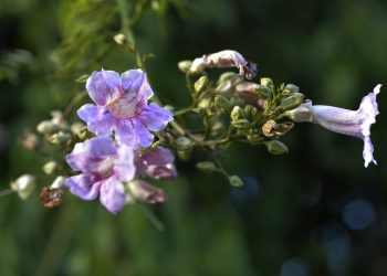 Bignonia rosa