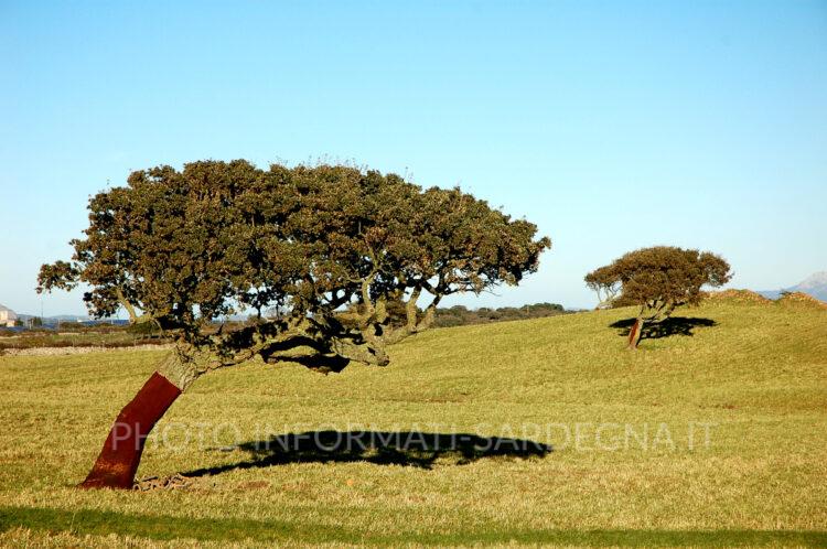 Come vivono le piante. Paesaggio rurale nel Goceano, Sardegna
