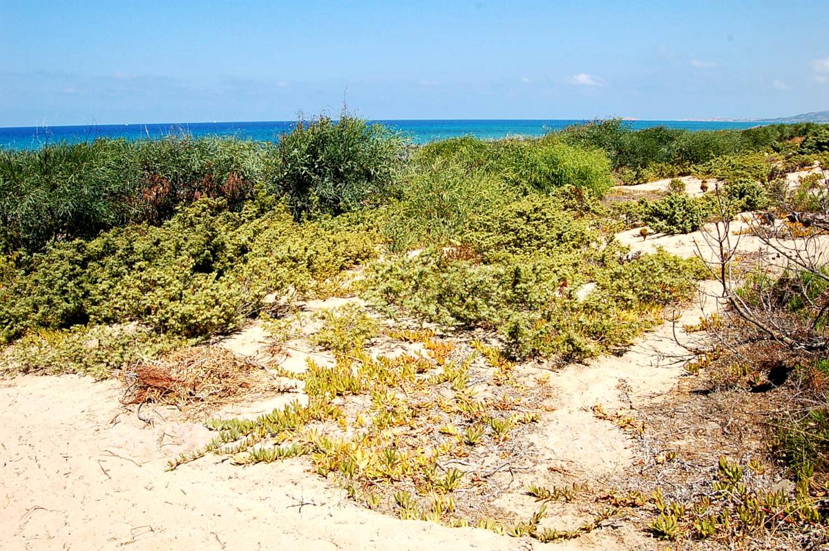 Dune e macchia a protezione della spiaggia