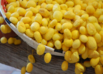 Su Lionzu di Orgosolo: lavorazione della seta