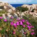 Fico degli Ottentotti (o Carpobrotus)