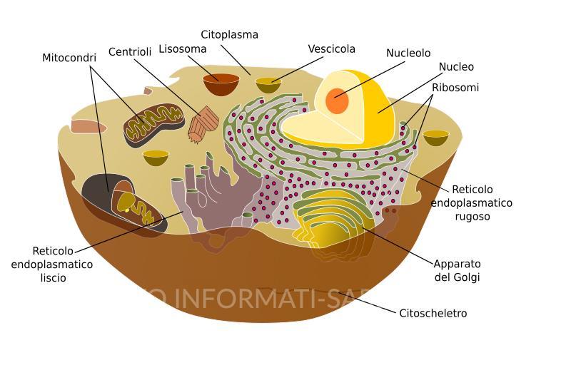 Cellula animale - Grafica: Giac83