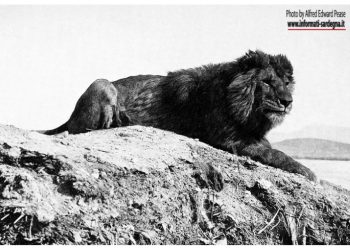 Il leone berbero