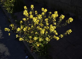 Crescione giallo