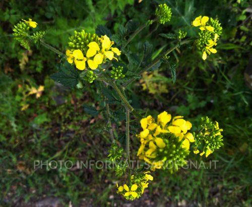 Crescione giallo