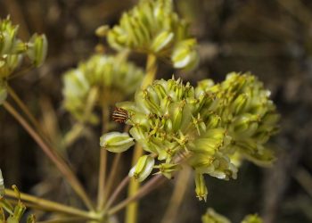 Pianta mediterranea Firrastrina comune in habitat arido