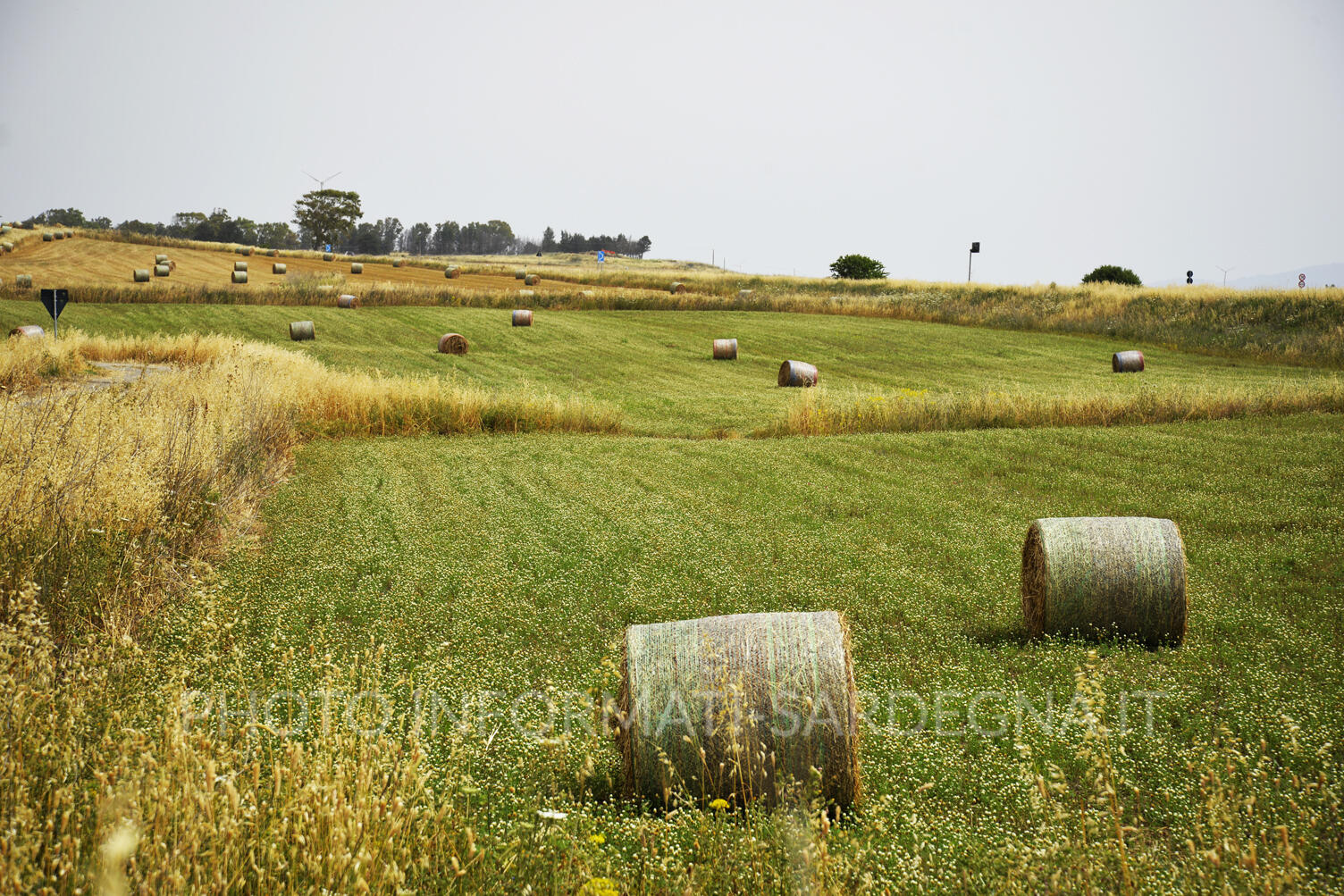 Campidano di Oristano 