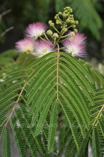 Fogliame della Albizia julibrissin