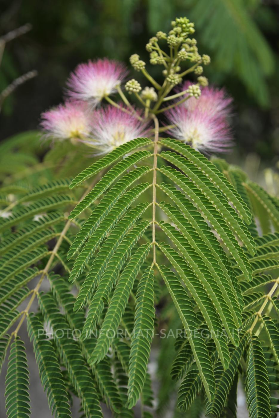 Acacia di Costantinopoli 