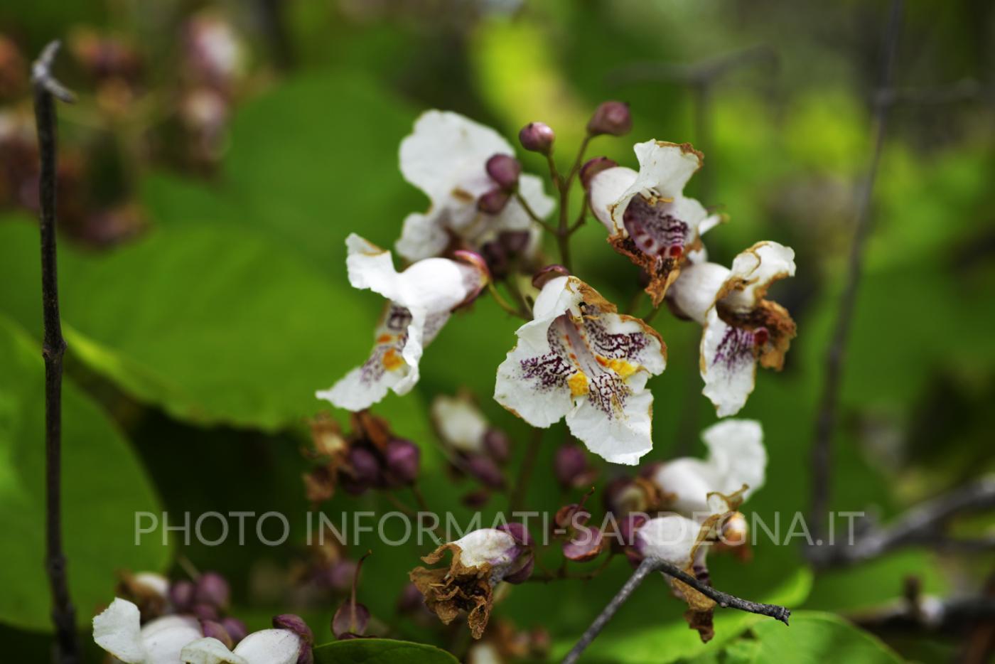 Catalpa