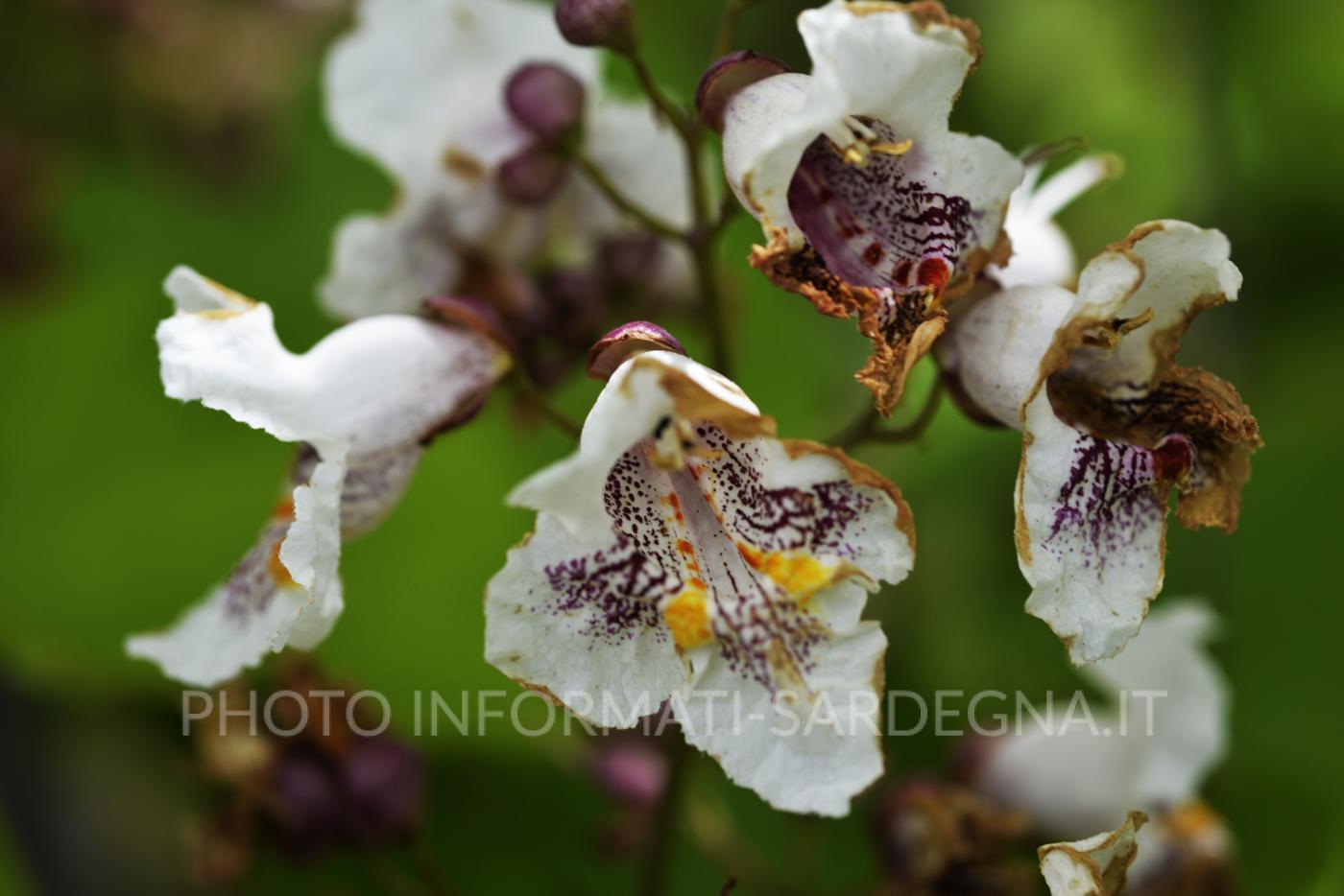 Catalpa