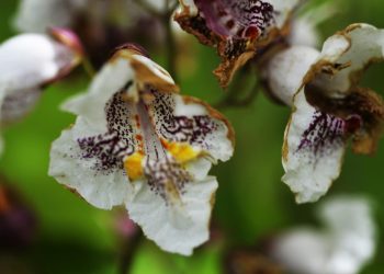 Catalpa (Catalpa bignonioides): origine, caratteristiche e usi ornamentali