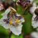 Catalpa (Catalpa bignonioides): origine, caratteristiche e usi ornamentali